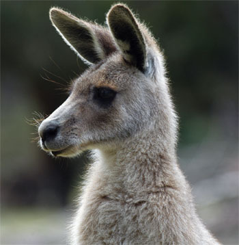 dimetrodone:  I call the Jersey Devil a kangaroo jokingly but the more I think about