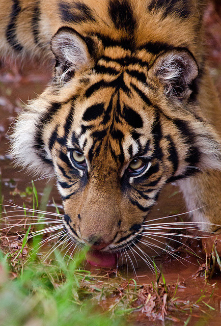jaws-and-claws: South Lakes Wild Animal Park 13/10/11 by Dave learns his Dig SLR? on Flickr.