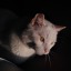 xcalliope-blog1