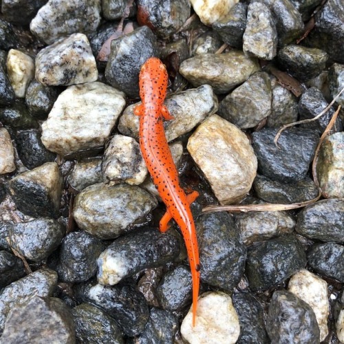 Found this colorful specimen in the driveway. #bellalunafarm #redsalamander #nature #nofilter (at Be