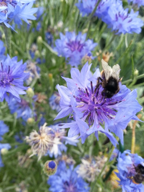 An European peacock, painted lady and beebles from Kaisaniemi Botanical Garden today