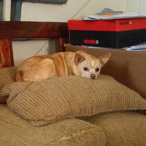 Luna knocked down a sofa cushion to lay down next to the Disabled Guy&rsquo;s train stuff. #chih