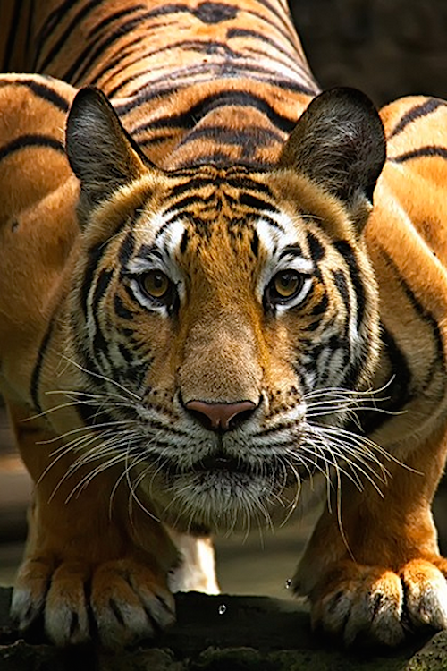 thelavishsociety:  Staring at The Face by Yudik Pradnyana | LVSH