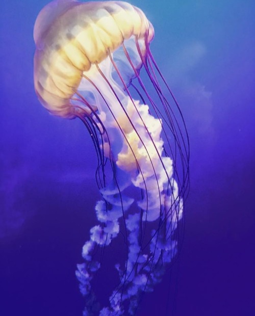heycalacademy:The not-so-nefarious beauty of a sea nettle (unpleasant sting, but rarely dangerous), 