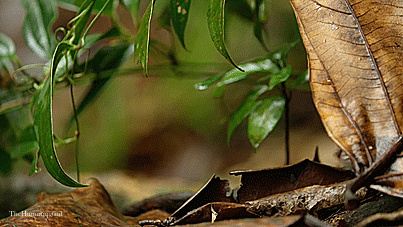 theperfectworldwelcome:  thehumming6ird:The Rusty Spotted Cat ~ ‘The smallest feline