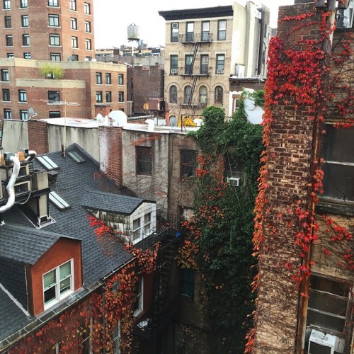 Fall in New York City is something out of a Nora Ephron movie. #newyork #fall #leaves #buildings #city #prewar #old #ivy #rooftops #love