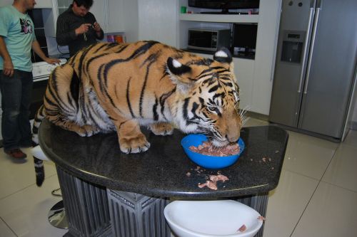 opalescentdragon: lehrastar: bunnyfood: GET OFF THE COUNTER I ain’t tellin him, YOU tell him *