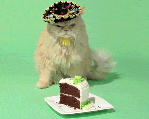 cats birthday mexican sombrero cake emotions hate angry gif gifs - Find and  share funny GIFs on GIFsme