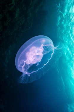 r2&ndash;d2:  Aurelia aurita s  by (Alexander Semenov) 