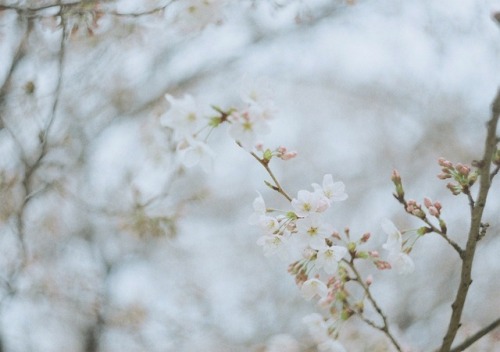 空に溶け込むような、桜が好き。今年の桜は、どんなふうに映るだろう。