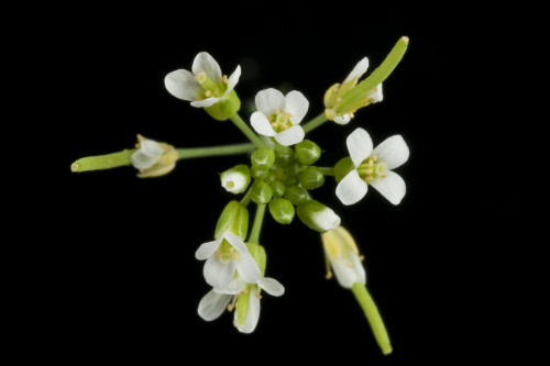 Zombie plantsScientists have discovered how a bacterial parasite turns plants into the living dead.T