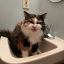 riddlebeejay
