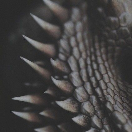 Title: Dragon Rider (Dragon Rider #1)