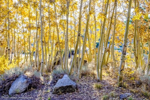 zoeblue:Aspens near Lee Vining, CA