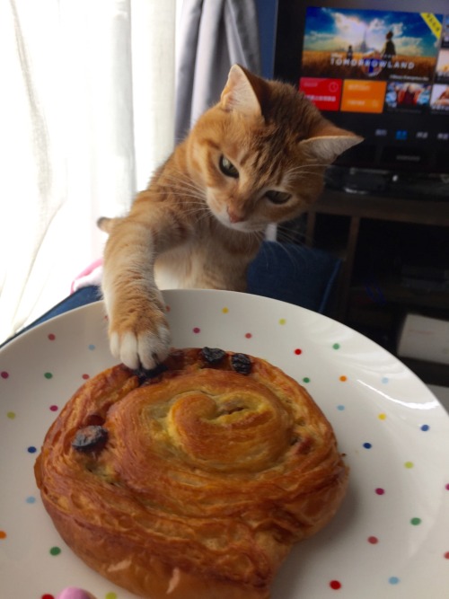 Hey little girl , take you hand off the pastry please!