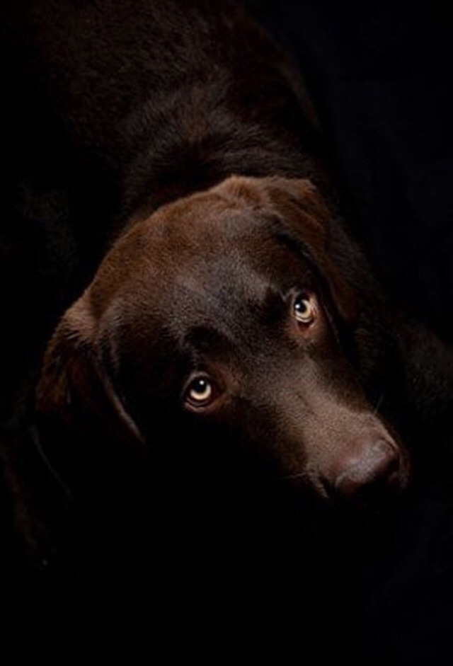 midwestblueeyedguy:  grit-and-gasoline:    ❤🐕❤