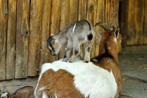 zooborns:The Kids Are Taking Over at Zoo KrefeldThe last of the goat kids have arrived at Zoo Krefel