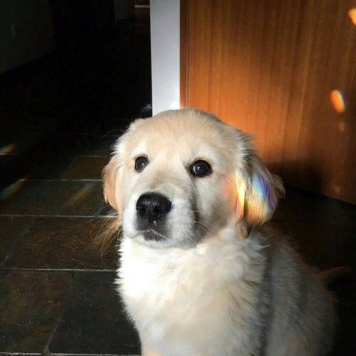 protect-and-love-animals:Look this beautiful puppy