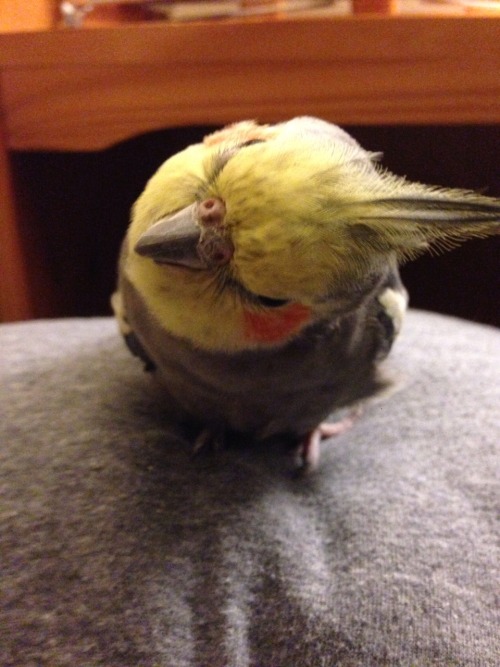 pepperandpals: BIRB comes with incredulous head tilting action!