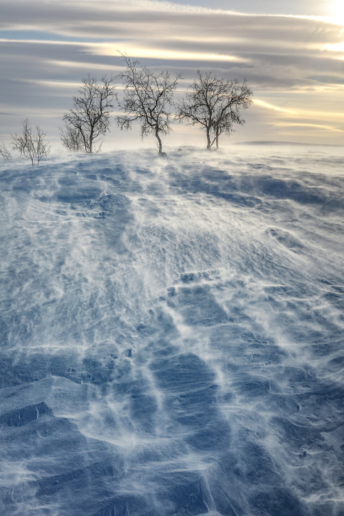 Arctic wind. There is so much beauty in the vast arctic land.Käsivarsi wilderness area, March 2