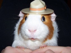 cute-overload:  Guinea pig in a tiny hat!http://cute-overload.tumblr.com