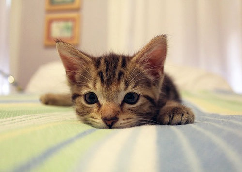 kawaiidogscats:  Kitten “I’m kinda..,” 子ネコ「何か、、、」 画像⇨