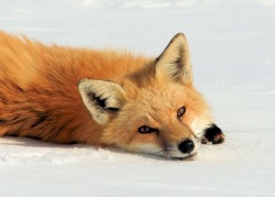 wolverxne:Photographer  Jerry Hull captured these adorable images of this female Red Fox known as “Chloe” playing, stretching and sleeping in the snow.  