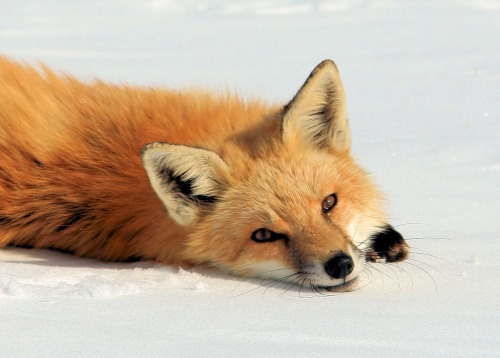 wolverxne:  Photographer  Jerry Hull captured these adorable images of this female Red Fox known as “Chloe” playing, stretching and sleeping in the snow.   Eeeeecutiefoxie <333