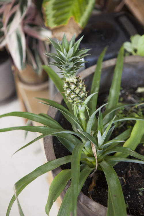 mymodernmet: Woman Transforms Her Brooklyn Apartment Into Indoor Jungle with 500 Lush Plants