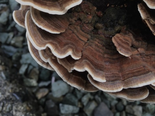 Some fungi growing on a stump in my front yard. Pretty sure they’re turkey tail mushrooms.