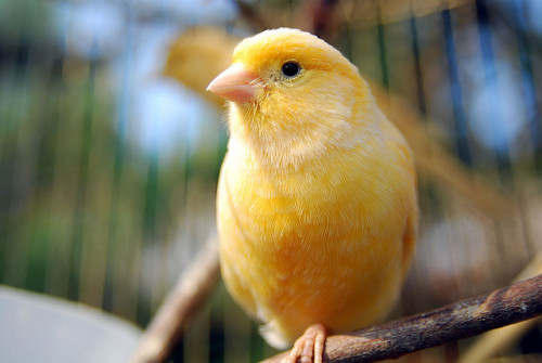 Canary by floridapfe on Flickr.