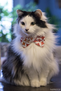 XXX theoreocat:“There is nothing more beautiful photo