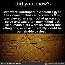 did-you-kno:  Cats were worshiped in Ancient