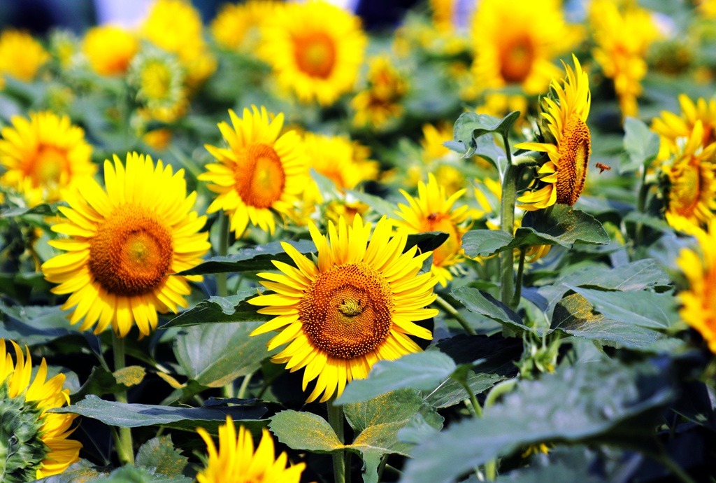 hapisan:  younger-than-the-soul:  cctvnews:  Smiling sunflowers greet visitors in