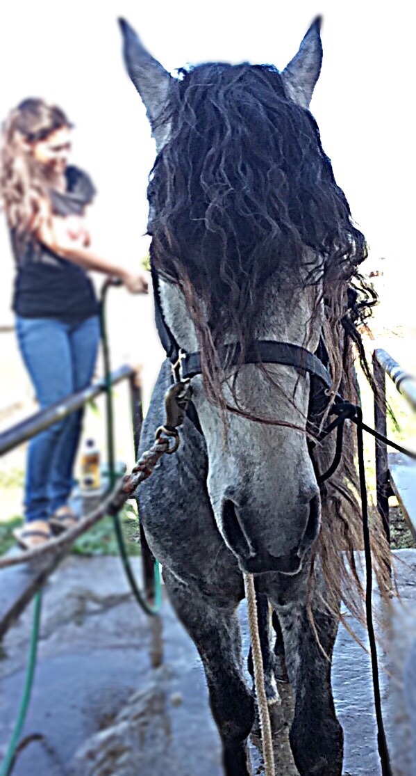 hermosaaavida:  🐴✌️
