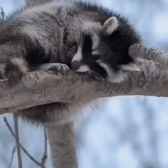 Raccoon Gif Pack!