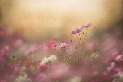 floralls:  by Yukie Wago  