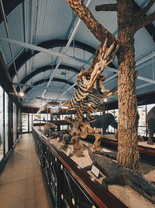 twofacedgods:The Natural History Museum at Tring, HertfordshireA quaint museum in the quiet of the countryside: the zoological collections of Walter Rothschild, a baron of Victorian Britain. Here is a menagerie of taxidermy specimens, with all manner