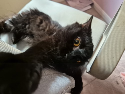 beepykitty - Max