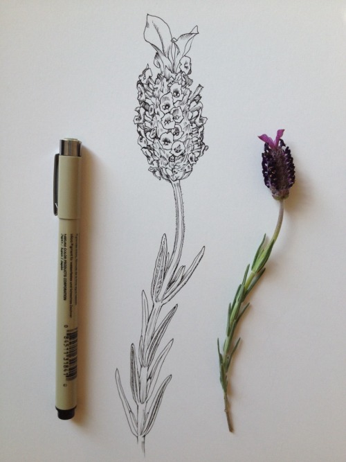 noelbadgespugh: lavender ink