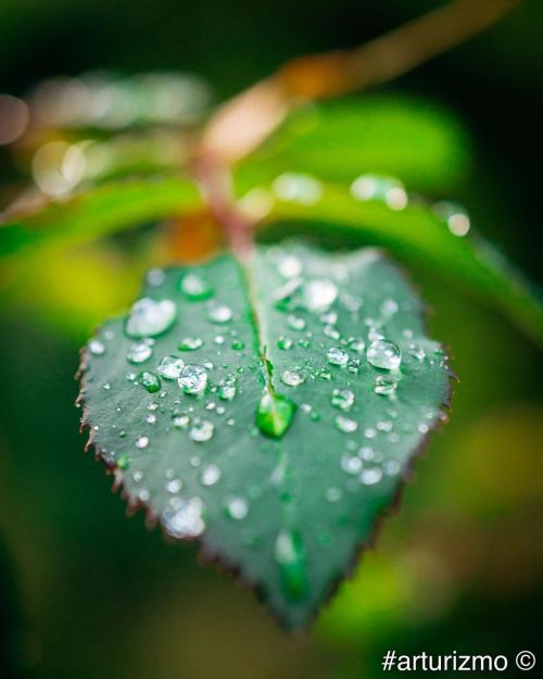 Leaf #macro #raindrops #summer #leaves #nikonphotography #nikond7200 #nikon #originalphotographers #