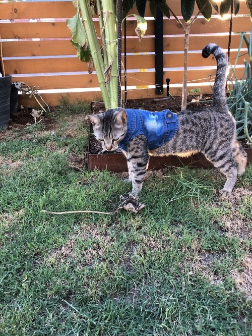 I got my cat a denim vest, and now my life has reached its zenith. 