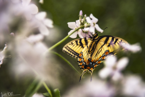 justinderosaphotography: Lift Me Up