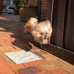 sixpenceee:  “When my buddy’s dog leaps over grates her body and legs disappear and it looks like a dog’s head is just floating down the street.” posted by reddit user infinite_burrito