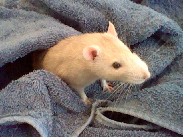 thatsthat24:  aphroditekin:  i gave moose a bath while i cleaned out his cage and