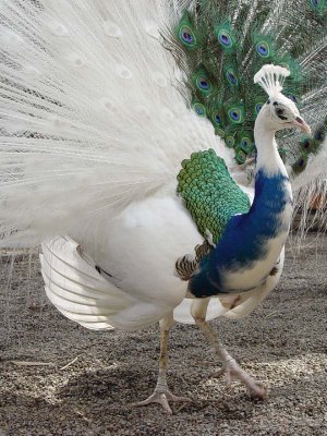 jeffreymann:  Piebald Peacock. This is a piebald peacock: a result of a genetic mutation. Imperfect things are perfect too.  One of the most beautiful things I’ve ever seen.