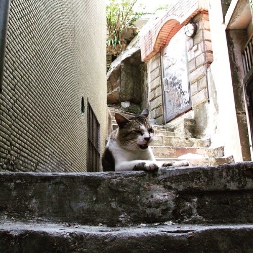 σ(￣、￣=) トラ猫（九份） #catsofinstagram #cats #animal #taiwan #kyufun