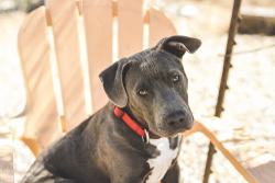 puppiestotherescue:  Odin needs a home ASAP. This cutie pie is around 7 months old. He is great with kids and other dogs. He loves to play with a ball and would love to go running, hiking, biking, or walking. He is super sweet and cuddly. If interested
