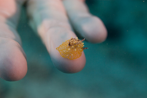 Sex seacuties:  trynottodrown:  some tiny nudis pictures