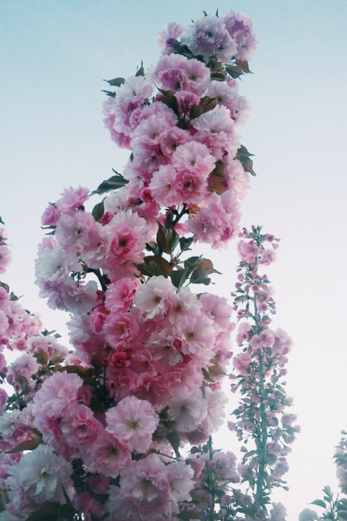 AESTHETIC STORE + FREE SHIPPING + 10% OFF WITH PROMOCODE: “SUMMERSTARTER’